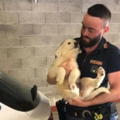 Cinque cuccioli di cane abbandonati salvati dalla Polizia Cinque cuccioli di cane abbandonati salvati dalla Polizia
