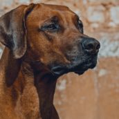 Cane muore in auto sotto il sole: la proprietaria era in piscina Cane muore in auto sotto il sole: la proprietaria era in piscina