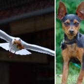Gabbiano afferra Pinscher e lo porta via sotto gli occhi atterriti della proprietaria Gabbiano afferra Pinscher e lo porta via sotto gli occhi atterriti della proprietaria