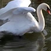 Parco Nord di Milano: brutalmente ucciso il cigno Brutus