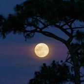 Questa sera, tutti con gli occhi al cielo per la Superluna del Cervo: sarà la più grande e spettacolare del 2022 Questa sera, tutti con gli occhi al cielo per la Superluna del Cervo: sarà la più grande e spettacolare del 2022