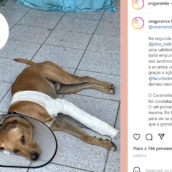 Durante il loro matrimonio spunta un cane randagio e così la loro famiglia si è subito allargata Durante il loro matrimonio spunta un cane randagio e così la loro famiglia si è subito allargata