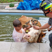 Mucca cade in una piscina privata: salvata dai Vigili del Fuoco Mucca cade in una piscina privata: salvata dai Vigili del Fuoco