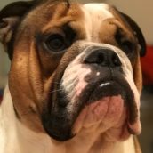 Il colpo dei truffatori va a vuoto grazie all’intervento del cane Il colpo dei truffatori va a vuoto grazie all’intervento del cane