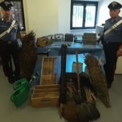 Amorosi, maltrattamento di uccelli: denunciati quattro uomini Amorosi, maltrattamento di uccelli: denunciati quattro uomini