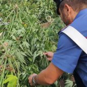 Montemiletto, scoperta coltivazione di piante di canapa indiana: arrestate due persone Montemiletto, scoperta coltivazione di piante di canapa indiana: arrestate due persone