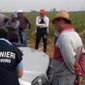 Caporalato: denunciate cinque persone nel Sannio Caporalato: denunciate cinque persone nel Sannio