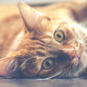 Il gatto sporca il pianerottolo: scoppia la rissa tra novantenni a colpi di stampelle Il gatto sporca il pianerottolo: scoppia la rissa tra novantenni a colpi di stampelle