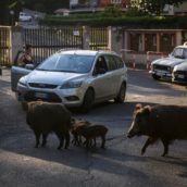 Cinghiali irrompono in un asilo: panico tra i bambini Cinghiali irrompono in un asilo: panico tra i bambini