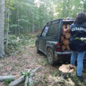 Pietraroja, furto di legna in area demaniale: arrestate due persone