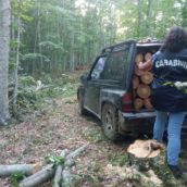 Pietraroja, furto di legna in area demaniale: arrestate due persone Pietraroja, furto di legna in area demaniale: arrestate due persone