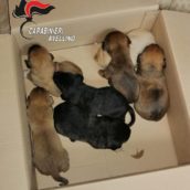 Lacedonia, i Carabinieri salvano sette cuccioli di cane abbandonati vicino al bidone dell’immondizia