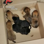 Lacedonia, i Carabinieri salvano sette cuccioli di cane abbandonati vicino al bidone dell’immondizia Lacedonia, i Carabinieri salvano sette cuccioli di cane abbandonati vicino al bidone dell’immondizia