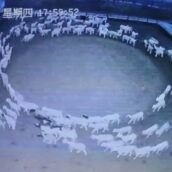 Il misterioso caso delle pecore che da 12 giorni girano in cerchio