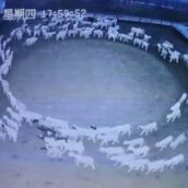 Il misterioso caso delle pecore che da 12 giorni girano in cerchio Il misterioso caso delle pecore che da 12 giorni girano in cerchio