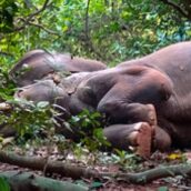 Elefanti riversi a terra: si sarebbero ubriacati e addormentati