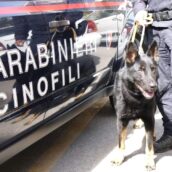 Lacedonia, controlli antidroga a scuola: trovati due grammi di hashish Lacedonia, controlli antidroga a scuola: trovati due grammi di hashish