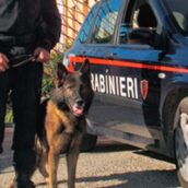 Pietrelcina, scoperta droga nel frigo di un bar. Controlli e sanzioni a San Giorgio del Sannio Pietrelcina, scoperta droga nel frigo di un bar. Controlli e sanzioni a San Giorgio del Sannio