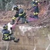 Marzano, cane meticcio cade in una vasca alta sei metri: salvato dai vigili del fuoco