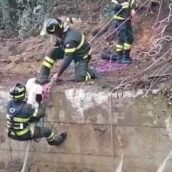 Marzano, cane meticcio cade in una vasca alta sei metri: salvato dai vigili del fuoco Marzano, cane meticcio cade in una vasca alta sei metri: salvato dai vigili del fuoco