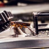 Non pagano le ferie al cuoco: lui libera 20 scarafaggi in cucina per vendicarsi