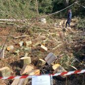 Parco del Taburno Camposauro, Carabinieri Forestali interrompono taglio abusivo di legna Parco del Taburno Camposauro, Carabinieri Forestali interrompono taglio abusivo di legna