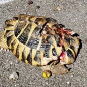 Minorenne salta la scuola e si fa filmare mentre colpisce una tartaruga con una pietra: l’animale muore e lui viene denunciato Minorenne salta la scuola e si fa filmare mentre colpisce una tartaruga con una pietra: l’animale muore e lui viene denunciato