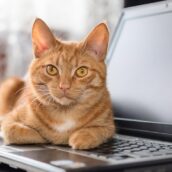 Il gatto si siede sulla tastiera del computer e ordina del rosmarino online