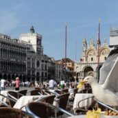 Turisti prendono a calci e pugni un gabbiano che dopo due giorni muore Turisti prendono a calci e pugni un gabbiano che dopo due giorni muore