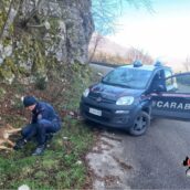 Cusano Mutri, giovane lupo ucciso con una carabina Cusano Mutri, giovane lupo ucciso con una carabina
