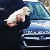 Aquilonia, cucciolo di Maremmano abbandonato davanti al cimitero Aquilonia, cucciolo di Maremmano abbandonato davanti al cimitero