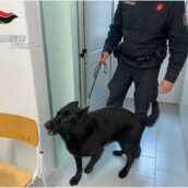 Ariano Irpino, lotta alla droga: Carabinieri nelle scuole con unità cinofile Ariano Irpino, lotta alla droga: Carabinieri nelle scuole con unità cinofile