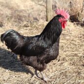 Pedro è troppo mattiniero: alla proprietaria viene chiesto di farlo cantare un po’ più tardi Pedro è troppo mattiniero: alla proprietaria viene chiesto di farlo cantare un po’ più tardi