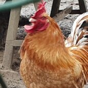 Il gallo Pedro è diventato star nazionale Il gallo Pedro è diventato star nazionale