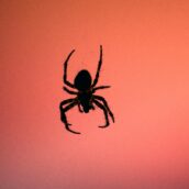 Trova un enorme ragno velenoso in casa e lo adotta
