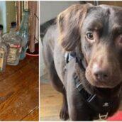 Inghilterra: veterinari salvano Coco, un cane in forte astinenza da alcol Inghilterra: veterinari salvano Coco, un cane in forte astinenza da alcol