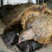Catturata l’orsa JJ4. Fugatti: “Se il Tar ci darà ragione, verrà abbattuta” Catturata l’orsa JJ4. Fugatti: “Se il Tar ci darà ragione, verrà abbattuta”