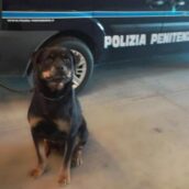 Avellino, cane antidroga Spike fiuta hashish destinata ad un detenuto Avellino, cane antidroga Spike fiuta hashish destinata ad un detenuto