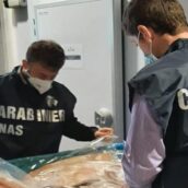Avellino, società di consulenza e laboratorio privato coinvolti in inchiesta su adulterazione sostanze alimentari Avellino, società di consulenza e laboratorio privato coinvolti in inchiesta su adulterazione sostanze alimentari