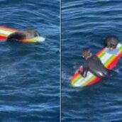 California: lontra marina spaventa i bagnanti e ruba le tavole da surf