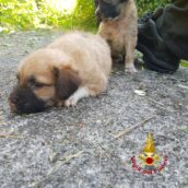 Mirabella Eclano, gettati in una scarpata: due cagnolini salvati dai caschi rossi Mirabella Eclano, gettati in una scarpata: due cagnolini salvati dai caschi rossi