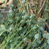 Nusco, coltivazione di stupefacenti: i Carabinieri arrestano una 52enne e il figlio 28enne Nusco, coltivazione di stupefacenti: i Carabinieri arrestano una 52enne e il figlio 28enne