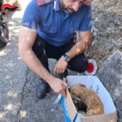Calitri, i Carabinieri salvano tre cuccioli di cane abbandonati sulla statale Calitri, i Carabinieri salvano tre cuccioli di cane abbandonati sulla statale