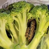 Apre la confezione di broccoli e dentro trova un serpente vivo