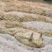 Morso dalla vipera che tiene in casa: 28enne in terapia intensiva Morso dalla vipera che tiene in casa: 28enne in terapia intensiva
