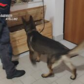 Luogosano, sorpresi in possesso di cocaina: coppia di coniugi arrestata dai Carabinieri Luogosano, sorpresi in possesso di cocaina: coppia di coniugi arrestata dai Carabinieri