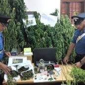 Ospedaletto d’Alpinolo, piantagione di marijuana casalinga: 61enne in manette Ospedaletto d’Alpinolo, piantagione di marijuana casalinga: 61enne in manette