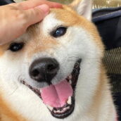 Monza: vuole accarezzare il cane, il padrone non vuole e lui gli stacca un orecchio a morsi Monza: vuole accarezzare il cane, il padrone non vuole e lui gli stacca un orecchio a morsi