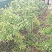 Spaccio di droga, giro di vite dei carabinieri di Mirabella Eclano Spaccio di droga, giro di vite dei carabinieri di Mirabella Eclano