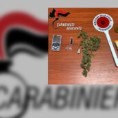 Pietrelcina, scoperta una serra artigianale per coltivare la marijuana: denunciato un 60enne Pietrelcina, scoperta una serra artigianale per coltivare la marijuana: denunciato un 60enne